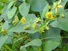 Smallanthus maculatus