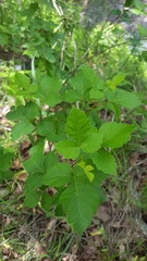 Rhus aromatica aromatica