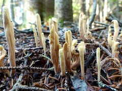 Clavariadelphus ligula