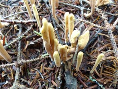 Clavariadelphus ligula