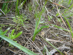 Moraea fergusoniae