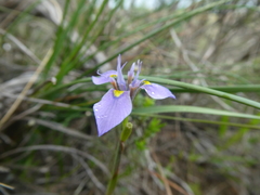 Moraea fergusoniae