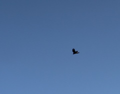 Corvus brachyrhynchos