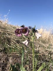 Fritillaria striata