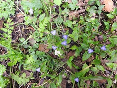 Tradescantieae