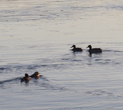 Lophodytes cucullatus