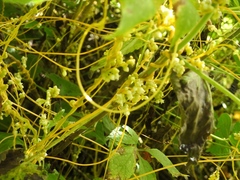 Cuscuta tinctoria
