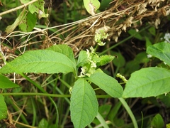 Cyclanthera integrifoliola