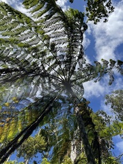 Cyathea arborea