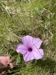 Ipomoea setifera