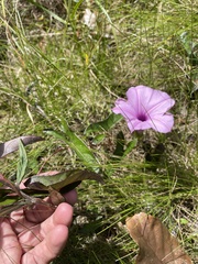 Ipomoea setifera