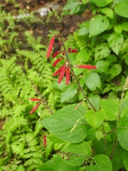 Salvia tubifera