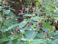 Salvia tubifera