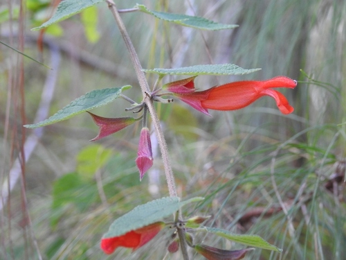 Salvia disjuncta, photograph 6