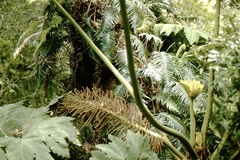 Gunnera peltata