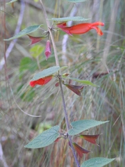 Salvia disjuncta