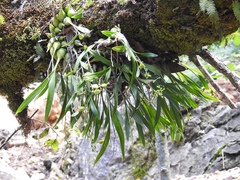 Prosthechea ochracea