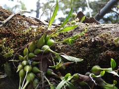 Prosthechea ochracea
