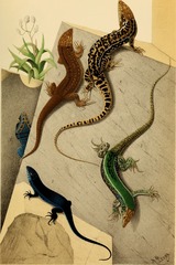 Pontian Wall Lizard photo 2