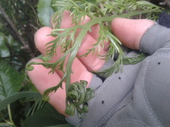 Asplenium flaccidum flaccidum