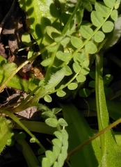 Ornithopus perpusillus