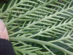 Asplenium flaccidum flaccidum