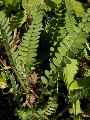 Ornithopus perpusillus