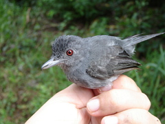 Thamnophilus schistaceus