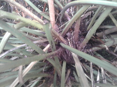 Asplenium flaccidum flaccidum