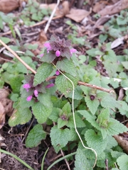 Lamium purpureum