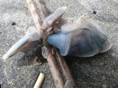 Dosima fascicularis