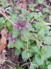 Lamium purpureum