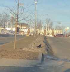 Corvus brachyrhynchos