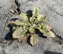 Youngia thunbergiana