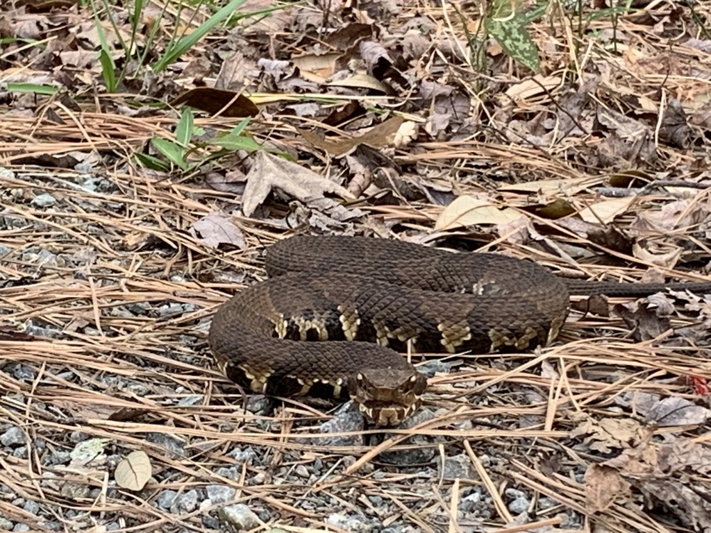 Northern Cottonmouth from False Cape State Park, Virginia Beach, VA, US