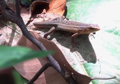 Eutropis rugifera