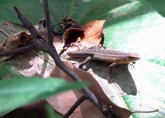 Eutropis rugifera