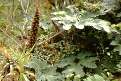 Gunnera pilosa