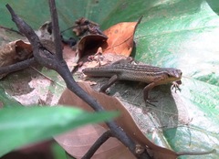 Eutropis rugifera