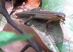 Eutropis rugifera