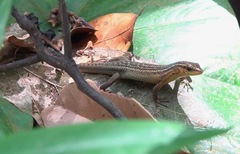 Eutropis rugifera