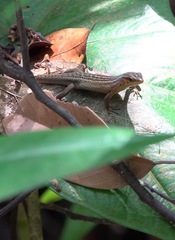 Eutropis rugifera