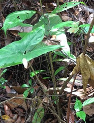 Eutropis rugifera