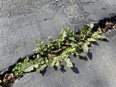 Youngia thunbergiana