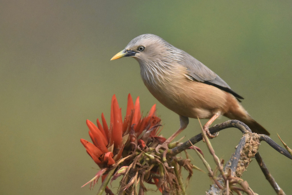 Chestnut-Tailed Starling