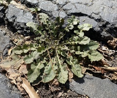 Youngia thunbergiana