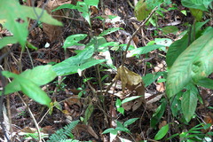 Eutropis rugifera
