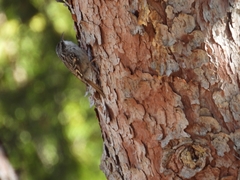 Certhia brachydactyla