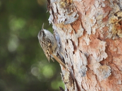 Certhia brachydactyla