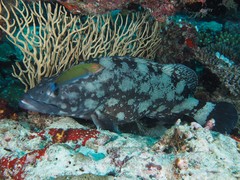 Epinephelus coeruleopunctatus